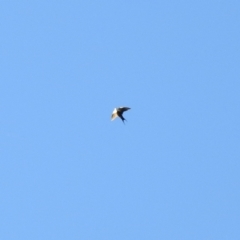 Cheramoeca leucosterna (White-backed Swallow) at Wanganella, NSW - 2 Apr 2021 by Liam.m