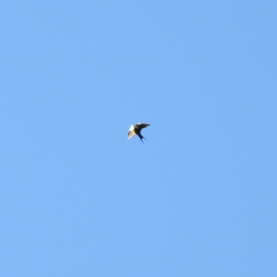 Cheramoeca leucosterna (White-backed Swallow) at Wanganella, NSW - 2 Apr 2021 by Liam.m