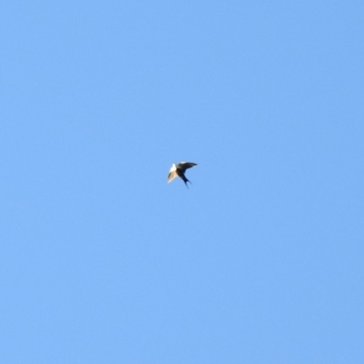 Cheramoeca leucosterna (White-backed Swallow) at Wanganella, NSW - 3 Apr 2021 by Liam.m