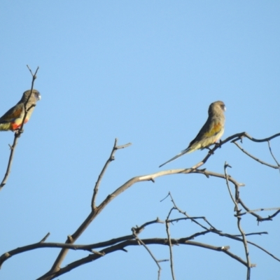 Northiella haematogaster (Greater Bluebonnet) at Wanganella, NSW - 2 Apr 2021 by Liam.m