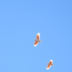 Lophochroa leadbeateri (Pink Cockatoo) at Booroorban, NSW - 2 Apr 2021 by Liam.m