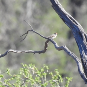 Petroica goodenovii at Booroorban, NSW - suppressed