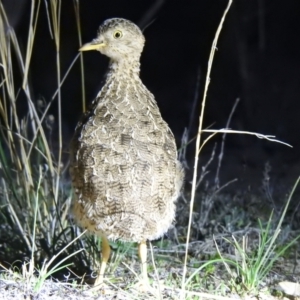 Pedionomus torquatus at Wanganella, NSW - suppressed