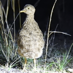 Pedionomus torquatus at Wanganella, NSW - 3 Apr 2021