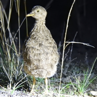 Pedionomus torquatus (Plains-Wanderer) at Wanganella, NSW - 3 Apr 2021 by Liam.m