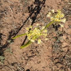 Calostemma purpureum (Garland Lily) at Booroorban, NSW - 3 Apr 2021 by Liam.m