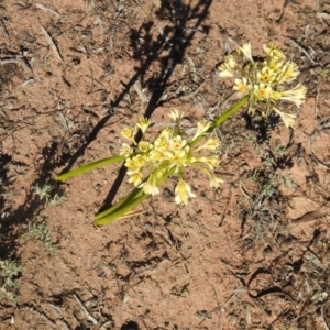 Calostemma purpureum at Booroorban, NSW - 3 Apr 2021