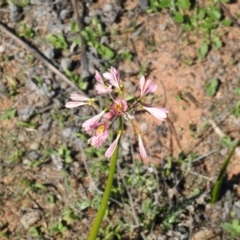Calostemma purpureum at Booroorban, NSW - 3 Apr 2021