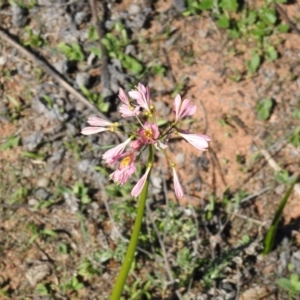 Calostemma purpureum at Booroorban, NSW - 3 Apr 2021