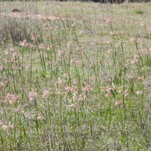 Calostemma purpureum at Booroorban, NSW - 3 Apr 2021