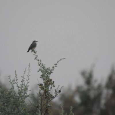 Epthianura albifrons (White-fronted Chat) at Wanganella, NSW - 2 Apr 2021 by Liam.m