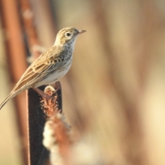 Anthus australis (Australian Pipit) at Booroorban, NSW - 4 Apr 2021 by Liam.m