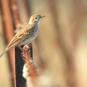 Anthus australis at Booroorban, NSW - 4 Apr 2021