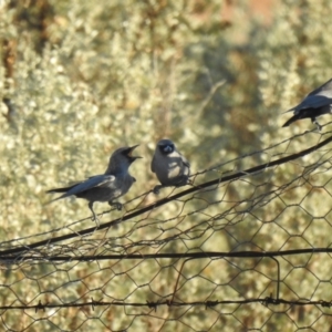 Artamus cinereus at Booroorban, NSW - suppressed