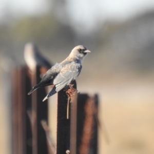 Artamus cinereus at Booroorban, NSW - suppressed