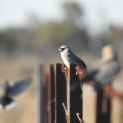 Artamus cinereus at Booroorban, NSW - suppressed