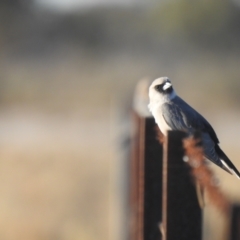 Artamus cinereus at Booroorban, NSW - suppressed