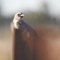 Artamus cinereus at Booroorban, NSW - suppressed