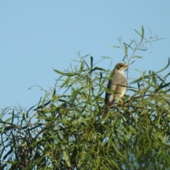 Manorina flavigula (Yellow-throated Miner) at Wanganella, NSW - 4 Apr 2021 by Liam.m
