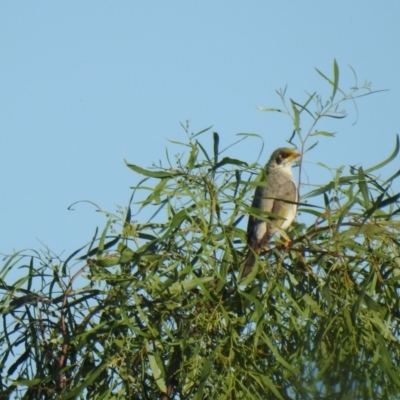 Manorina flavigula (Yellow-throated Miner) at Wanganella, NSW - 4 Apr 2021 by Liam.m