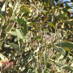 Jalmenus ictinus (Stencilled Hairstreak) at Wanganella, NSW - 4 Apr 2021 by Liam.m