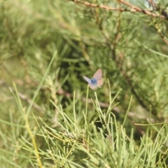 Unidentified Blue or Copper (Lycaenidae) at Wanganella, NSW - 4 Apr 2021 by Liam.m