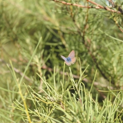 Nacaduba biocellata at Wanganella, NSW - 4 Apr 2021 by Liam.m