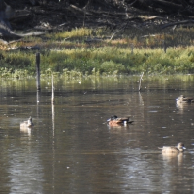 Anas castanea (Chestnut Teal) at Deniliquin, NSW - 4 Apr 2021 by Liam.m