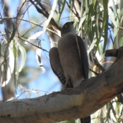 Tachyspiza cirrocephala (Collared Sparrowhawk) at Deniliquin, NSW - 4 Apr 2021 by Liam.m