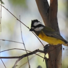 Falcunculus frontatus (Eastern Shrike-tit) at Deniliquin, NSW - 4 Apr 2021 by Liam.m