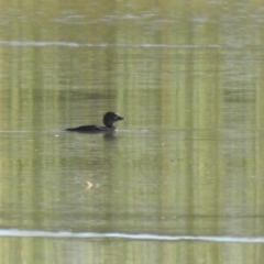 Biziura lobata (Musk Duck) at Wanganella, NSW - 4 Apr 2021 by Liam.m