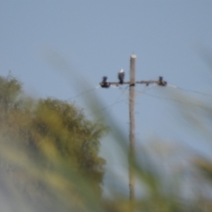 Haliaeetus leucogaster at Wanganella, NSW - 4 Apr 2021