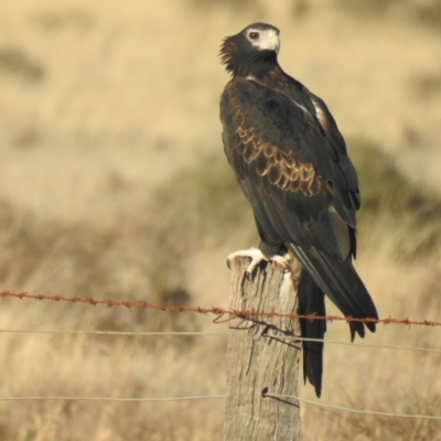 Aquila audax (Wedge-tailed Eagle) at Wanganella, NSW - 4 Apr 2021 by Liam.m