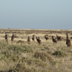 Dromaius novaehollandiae (Emu) at Wanganella, NSW - 5 Apr 2021 by Liam.m