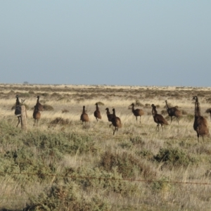 Dromaius novaehollandiae at Wanganella, NSW - suppressed