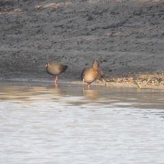 Tribonyx ventralis (Black-tailed Native-hen) at Wanganella, NSW - 5 Apr 2021 by Liam.m