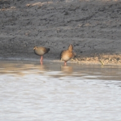 Tribonyx ventralis (Black-tailed Nativehen) at Wanganella, NSW - 5 Apr 2021 by Liam.m