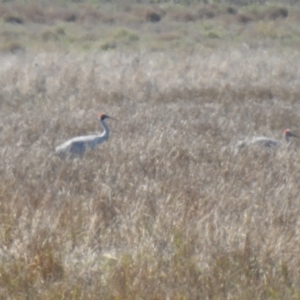 Grus rubicunda at Leeton, NSW - 5 Apr 2021