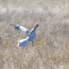 Grus rubicunda at Leeton, NSW - 5 Apr 2021 12:13 PM