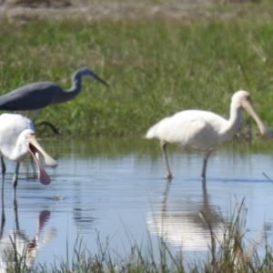 Platalea flavipes at Leeton, NSW - 5 Apr 2021