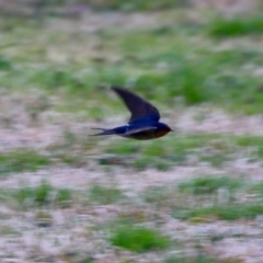 Hirundo neoxena (Welcome Swallow) at Phillip, ACT - 27 Aug 2021 by LisaH