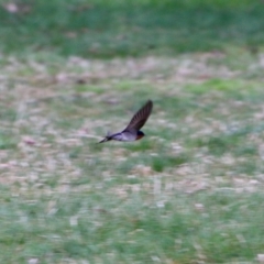 Hirundo neoxena at Phillip, ACT - 27 Aug 2021