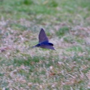 Hirundo neoxena at Phillip, ACT - 27 Aug 2021