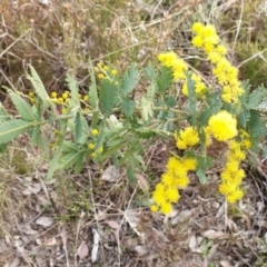 Acacia baileyana (Cootamundra Wattle, Golden Mimosa) at Cook, ACT - 25 Aug 2021 by drakes