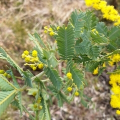 Acacia baileyana at Cook, ACT - 25 Aug 2021 10:39 AM