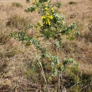 Acacia baileyana at Cook, ACT - 25 Aug 2021