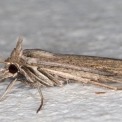 Lygephila fallax at Melba, ACT - 27 Aug 2021