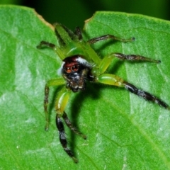 Mopsus mormon (Green Jumping Spider) at Pallarenda, QLD - 21 Apr 2017 by Harrisi