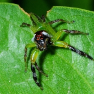 Mopsus mormon at Pallarenda, QLD - 21 Apr 2017 04:53 PM