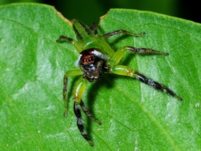 Mopsus mormon at Pallarenda, QLD - 21 Apr 2017 by Harrisi